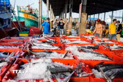 Sự thuận lợi của thời tiết và nguồn lợi hải sản dồi dào đã giúp nhiều chủ tàu tại tỉnh Cà Mau thu về lợi nhuận khủng trong dịp cuối năm. (Ảnh: Huỳnh Anh/TTXVN)