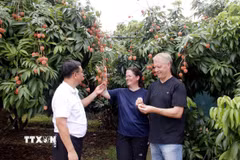 Du khách tham quan và thưởng thức vải tại vườn. (Ảnh: Đồng Thúy/TTXVN)