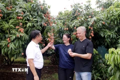 Du khách tham quan và thưởng thức vải tại vườn. (Ảnh: Đồng Thúy/TTXVN)