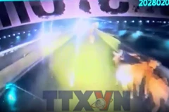 Giao thông trên cao tốc Vĩnh Hảo-Phan Thiết rối loạn do đàn bò