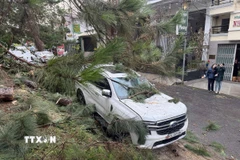 Một chiếc xe đậu bên lề đường Hồ Tùng Mậu (sát công viên Xuân Hương, phường Xuân Hương - Đà Lạt) bị cành thông lớn gãy đổ, đè trúng gây hư hại một phần nóc xe. (Ảnh: Nguyễn Dũng/TTXVN)