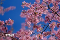 Xao xuyến trước vẻ rực rỡ của mai anh đào ở Đà Lạt