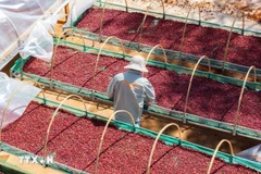 Càphê, đặc sản Gia Lai được trồng và chăm sóc theo hướng canh tác hữu cơ, kiểm soát chặt chẽ từ khâu thu hái đến chế biến. (Ảnh: Hoài Nam/TTXVN)