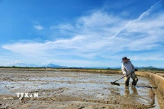 Bà con nông dân làm đất, gieo sạ lại lúa Hè Thu. (Ảnh: Tường Vi/TTXVN)