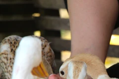 Cần Thơ: Du khách thích thú với dịch vụ “massage vịt” ở Cồn Sơn