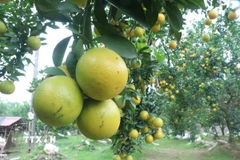 Cam đồng tiền có giá khá cao từ 90.000 - 100.000/kg. (Ảnh: Đinh Văn Nhiều/TTXVN) 