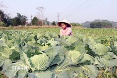 Người dân Vị Xuyên (Tuyên Quang) ra đồng, chăm sóc những ruộng rau phục vụ đời sống. (Ảnh: Đức Thọ/TTXVN)