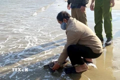 Cá thể rùa biển được thả về môi trường tự nhiên. (Ảnh: TTXVN phát)