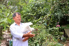 Ông Lê Văn Chìa (xã Trà Côn, tỉnh Vĩnh Long) chăm sóc các cá thể chim, cò bị thương. (Ảnh: Lê Thúy Hằng/TTXVN)