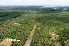Xã đảo Tân Long phát triển diện tích trồng cây ăn quả, chủ yếu là xoài. Ảnh: Nhựt An - TTXVN