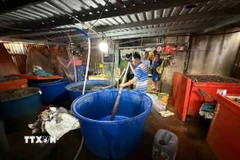 Xưởng ngâm ốc bằng hóa chất dùng trong xây dựng để bán ra thị trường có quy mô đặc biệt lớn. (Ảnh: TTXVN phát)