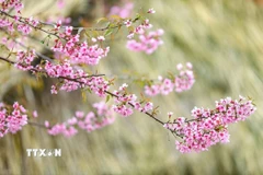 Vẻ đẹp của mai anh đào nở rộ tại xóm Mừng xã Cao Phong. (Ảnh: Trọng Đạt/TTXVN)