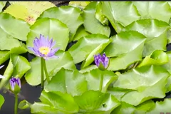 Thái Lan nâng cao du lịch bền vững với Chương trình xếp hạng STGs STAR