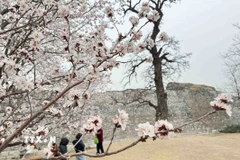 Trung Quốc: Chiêm ngưỡng hoa Xuân khoe sắc tại Bắc Kinh