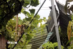 Mái tôn ở sân nhà Đinh Văn Thiếp, thôn Quang Hưng (xã Bình Thanh, tỉnh Hưng Yên) bị vòi rồng quét qua, xé tan. (Ảnh: Nguyễn Công Hải/TTXVN)