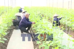 Vượt qua thất bại, trở thành mô hình nông nghiệp kiểu mẫu