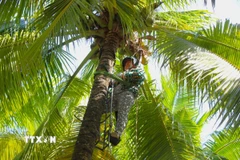 Chủ vườn dừa Tân Lộc hái trái cho du khách thưởng thức khi đến tham quan vườn. (Ảnh: Nguyễn Hằng/TTXVN)
