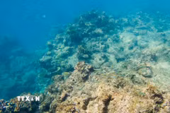 San hô tại rạn san hô Great Barrier ở Queensland, Australia. (Ảnh minh họa: THX/TTXVN)