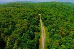 Rừng cổ Hyrcanian. (Nguồn: rferl)