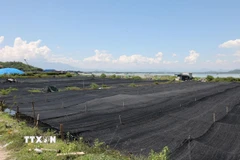 Ảnh minh họa. (Nguồn: TTXVN) 