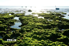 Khánh Hòa: Trải nghiệm vẻ đẹp kỳ thú của cánh đồng rong biển Phước Dinh