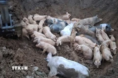 Quảng Ninh đã kiểm soát dịch tả lợn châu Phi sau hơn 1,5 tháng, với các biện pháp phòng chống và tiêm phòng vaccine đạt hiệu quả cao. (TTXVN phát) 