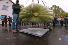 Ba Lan: Ấn tượng quả bí ngô nặng kỷ lục tới 546 kg 