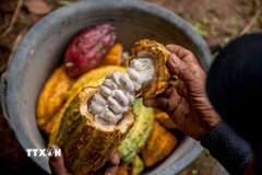 Nông dân thu hoạch quả cacao tại Yogyakarta, Indonesia. (Ảnh: THX/TTXVN)