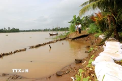 Khu vực sạt lở trên tuyến đê bao sông Măng đoạn qua xã Tân Long Hội, tỉnh Vĩnh Long đã được gia cố tạm thời nhưng tiếp tục có nguy cơ sạt lở tiếp do triều cường dâng cao. (Ảnh: Lê Thúy Hằng/TTXVN)