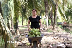 Bà Trần Thị Ngọc Mai, ấp Vĩnh Yên, phường Long Đức thu hoạch dừa. (Ảnh: Thanh Hòa/TTXVN) 