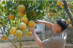 Nông dân xã vùng cao Tràng Xá thu hoạch bưởi phục vụ Tết. (Nguồn: Internet)