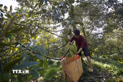 Nhà vườn xã Tân Phú, huyện Châu Thành, tỉnh Bến Tre, thu hoạch sầu riêng. (Ảnh: Công Trí/TTXVN)