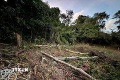 Hiện trường khu vực rừng bị chặt hạ. (Ảnh: TTXVN phát)