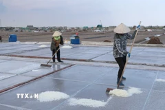 Người dân xã Giao Bình, tỉnh Ninh Bình thu hoạch muối. (Ảnh: Công Luật/TTXVN)
