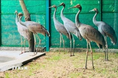6 cá thể sếu đầu đỏ đầu tiên mà tỉnh Đồng Tháp tiếp nhận từ Vườn thú Nakhon Ratchasima (Thái Lan). (Ảnh: TTXVN phát)