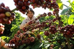 Thu hoạch càphê. (Ảnh: Vũ Sinh/TTXVN)