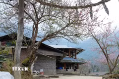 Hoa đào khoe sắc tại các homestay ở Sin Suối Hồ. (Ảnh: Nguyễn Oanh/TTXVN)