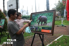 Người dân tỉnh Đồng Nai tham quan triển lãm “Voi Việt Nam, nhận biết, yêu và chung sống an toàn” để tìm hiểu đặc tính và khu vực sinh sống của loài voi. (Ảnh: Lê Xuân/TTXVN) 