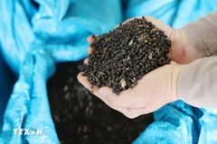 Xuất khẩu hồ tiêu tăng 58%. ( Ảnh: Hoài Thu/TTXVN)