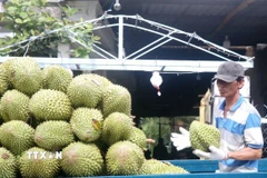 Sầu riêng được phân phối và vận chuyển đi các nơi. (Ảnh: Thu Hiền/TTXVN)
