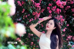 Sơn La: Hoa tường vi khoe sắc hồng rực rỡ thu hút các bạn trẻ check-in