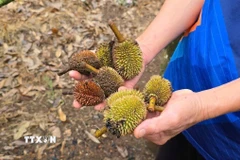 Thời tiết cực đoan, nhiều vườn sầu riêng trên địa bàn tỉnh Gia Lai bị rụng quả non gây thiệt hại cho người trồng. (Ảnh: TTXVN phát)