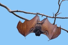 Phát hiện virus mới tên Salt Gully từ dơi quạ tại Australia.