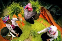 Cốm Tú Lệ có hương vị dẻo thơm thanh mát đặc trưng. (Nguồn: Internet)