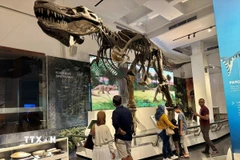 Ảnh minh họa. (TTXVN phát)