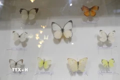 Độc đáo không gian trưng bày côn trùng, thực vật quý hiếm ở Đại học Đà Lạt