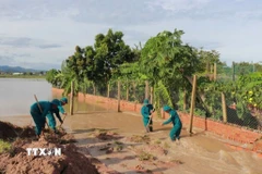 Lực lượng chức năng khắc phục hậu quả bão số 13. (Ảnh: Hồng Điệp/TTXVN)