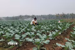 Người dân xã Minh Châu Xanh. (Ảnh Phương Anh/TTXVN)
