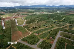 Quy định mới về tách thửa đất nông nghiệp của tỉnh Lâm Đồng tại phường, đặc khu phải đáp ứng điều kiện tối thiểu thửa đất sau khi tách là trên 500m2, tại xã phải từ 1.000m2 trở lên. (Ảnh: Nguyễn Dũng/TTXVN)