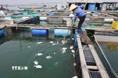 Người dân tại khu vực tiểu khu 3, sông Chà Và, xã Long Sơn thu gom cá chết vào trưa 29/12/2025. (Ảnh: Hoàng Nhị/TTXVN)